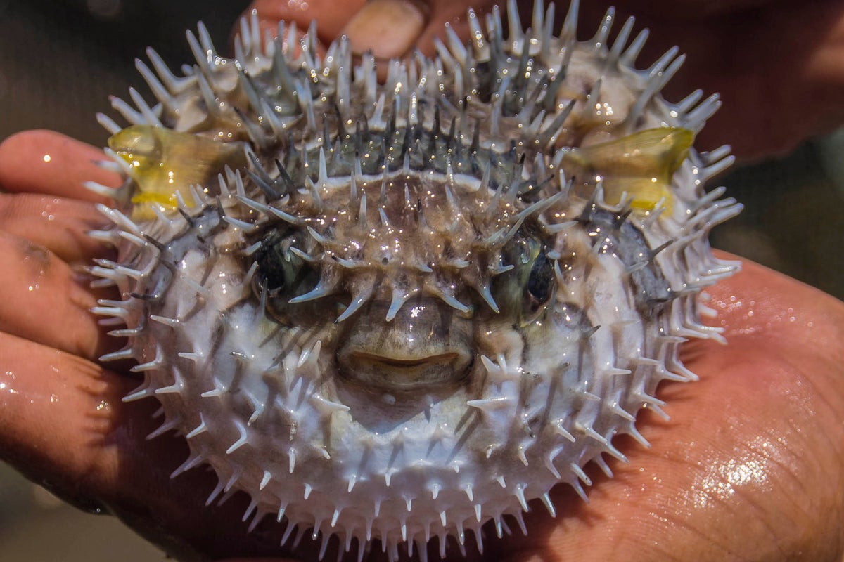 The 17 most dangerous foods to eat around the world | The Independent ...