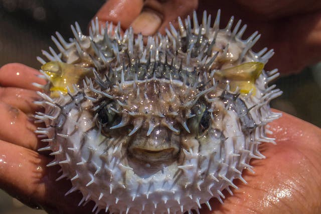 Fugu, otherwise known as pufferfish killed five men in 2015, who specifically asked to eat the liver, which contains the deadly poison