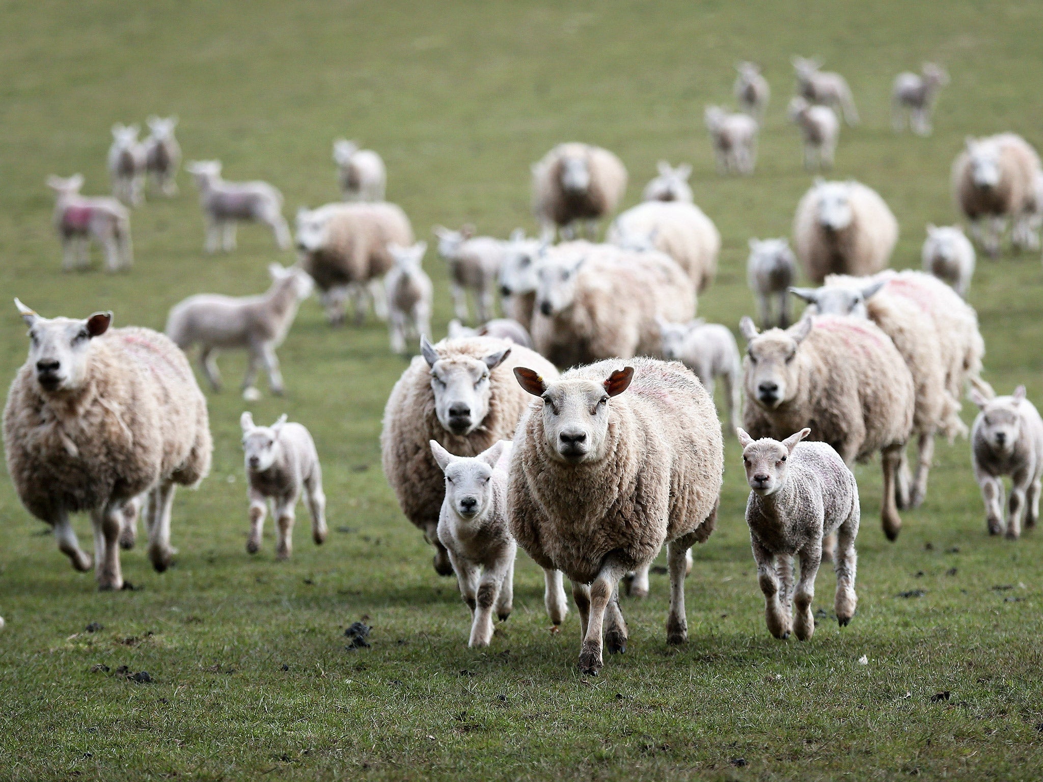 116 sheep die in worst case of sheep-worrying 'in living memory' | The  Independent | The Independent