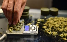 Marijuana legalisation in US dents drug cartel profits