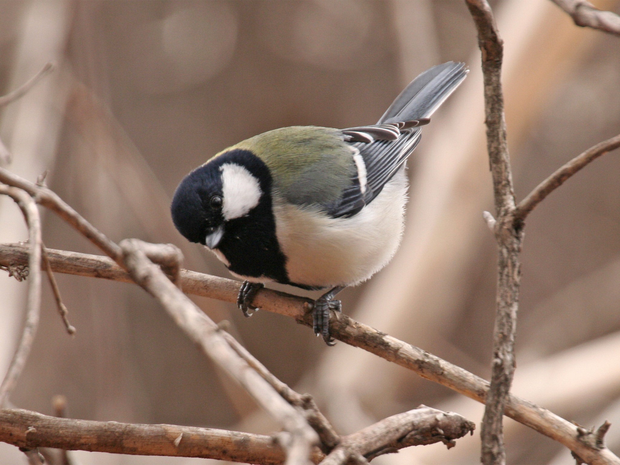 The Japanese tit, renowned for its vocal repertoire, uses ‘compositional syntax’, a study says