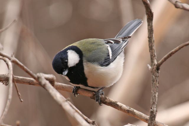The Japanese tit, renowned for its vocal repertoire, uses ‘compositional syntax’, a study says