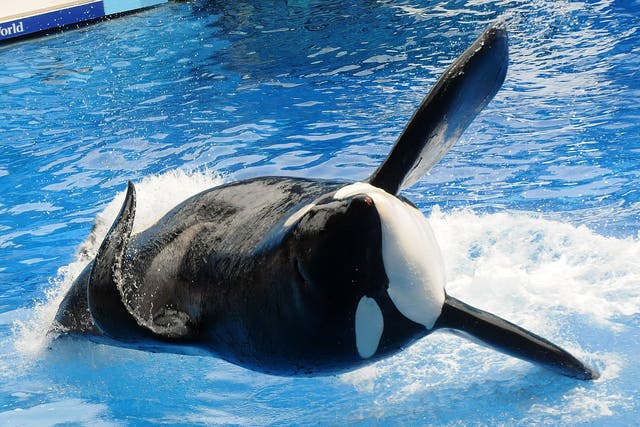 Killer whale 'Tilikum' appears at SeaWorld in 2011 in Orlando, Florida