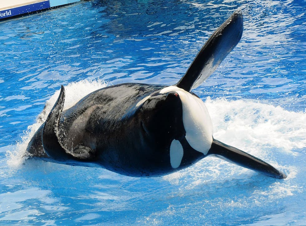 Killer whale 'Tilikum' appears at SeaWorld in 2011 in Orlando, Florida