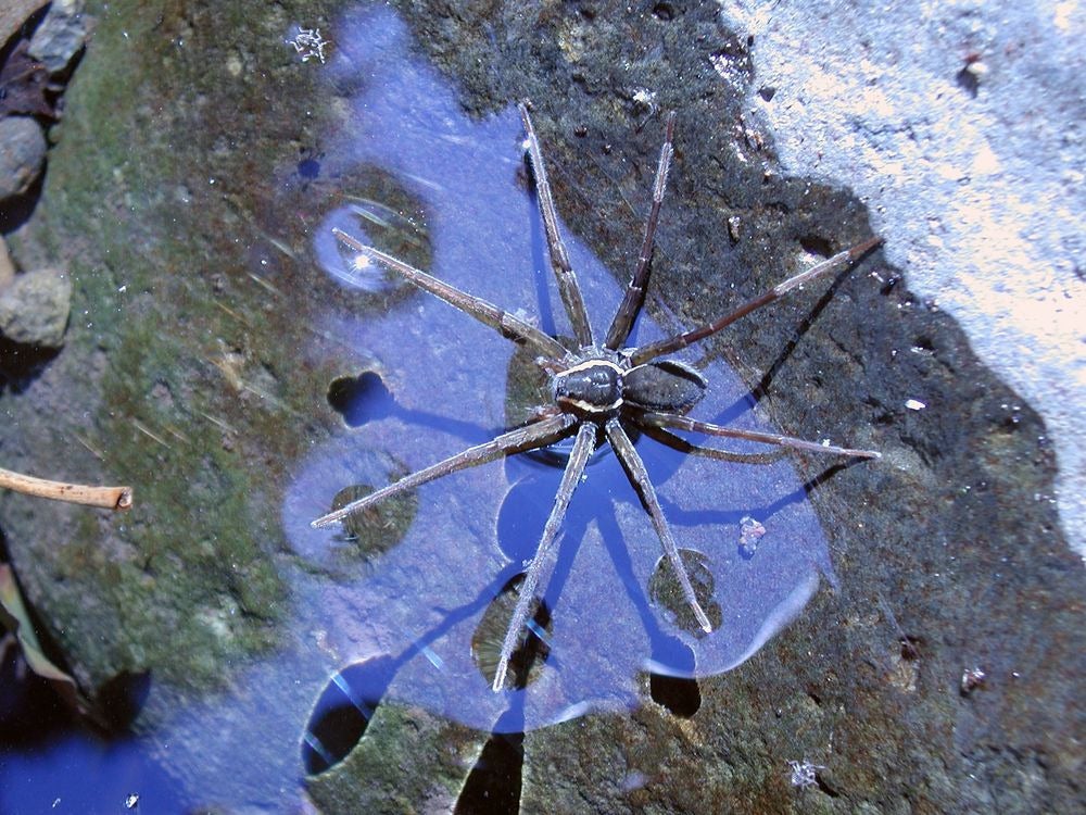 Dolomedes briangreenei, the newly-discovered spider