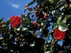 Anna Pavord: When creating a hedge, camellias have the edge over yew