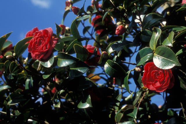 With camellias, the most important thing is the preparation of the soil