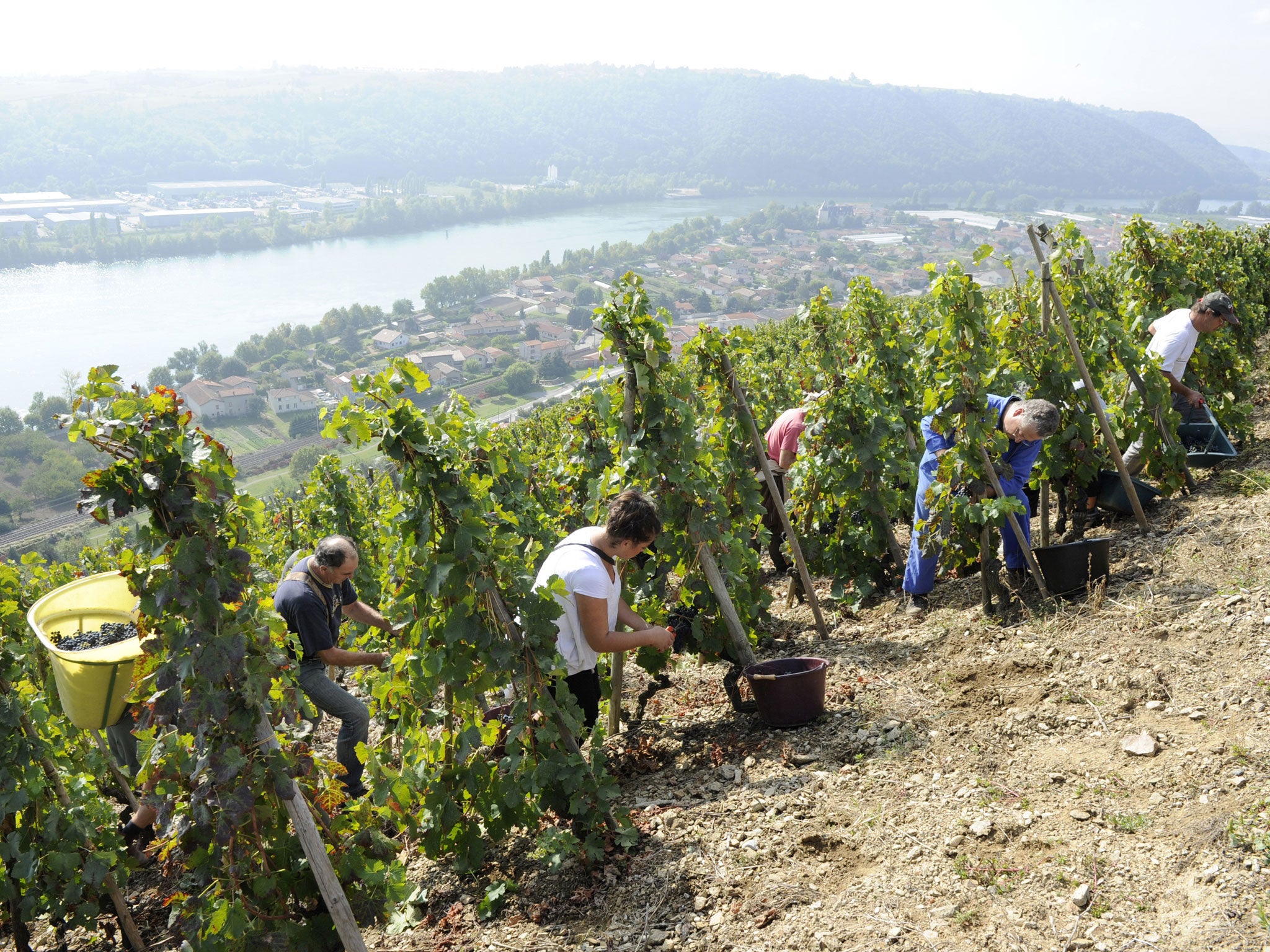 Grape pickers near the Rhone in France