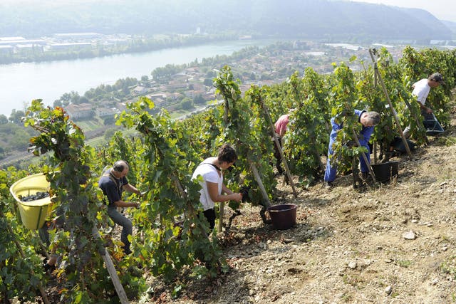 Grape pickers near the Rhone in France