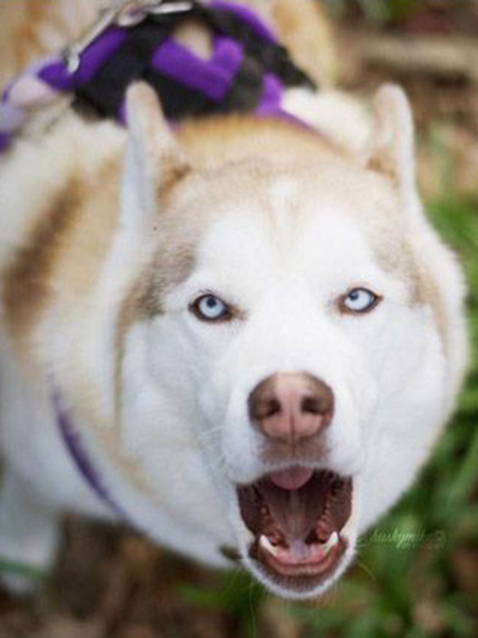 Mika the Husky has 58,900 followers