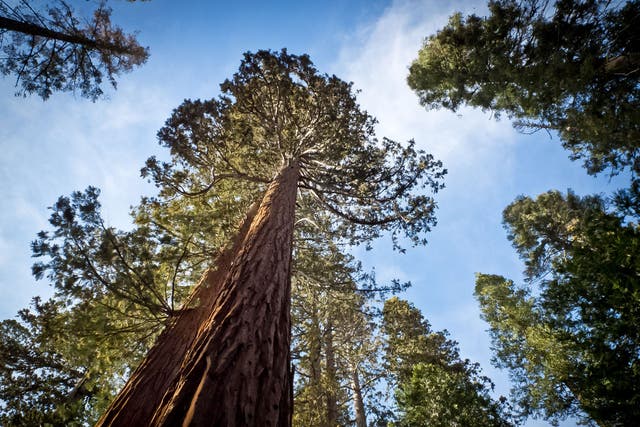 Deep roots: the grandeur of California’s giant sequoias provide a backdrop to the pioneer family's struggles in Chevalier's novel