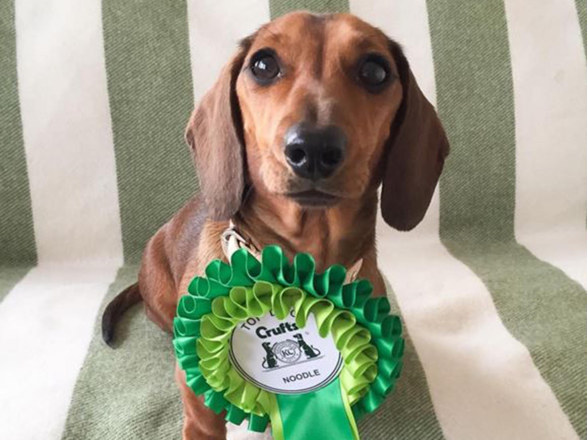 Lindsay Sanders, the owner of a miniature dachshund with more than 66,000 Instagram followers, said her two-year-old pet had received a warm welcome at Crufts from social media users.