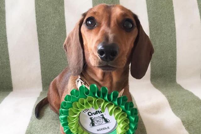 Lindsay Sanders, the owner of a miniature dachshund with more than 66,000 Instagram followers, said her two-year-old pet had received a warm welcome at Crufts from social media users.