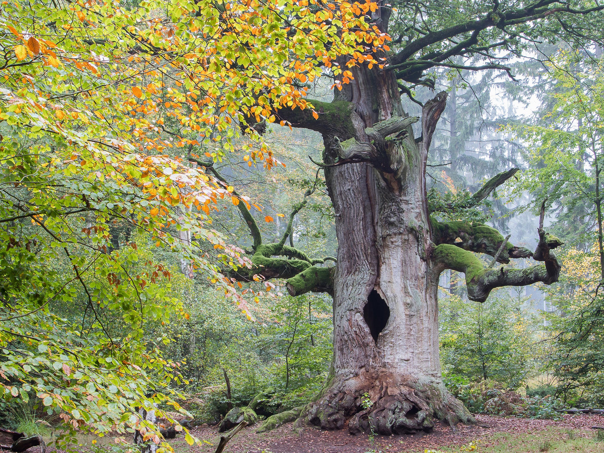 The Woodland Trust describes the English oak as “arguably the best known and loved of British native trees”