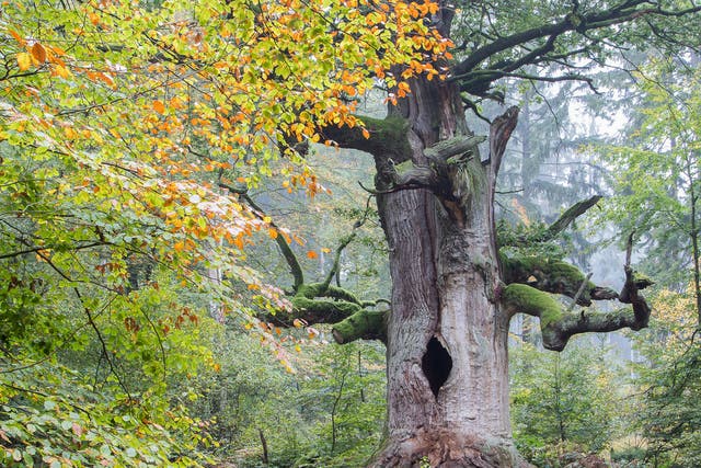 The Woodland Trust describes the English oak as “arguably the best known and loved of British native trees”