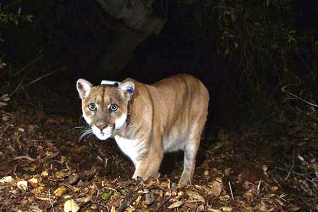 Officials believe P-22, the wild mountain lion, mauled a koala found mauled to death at the LA Zoo.