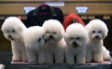 Crufts 2016: In pictures