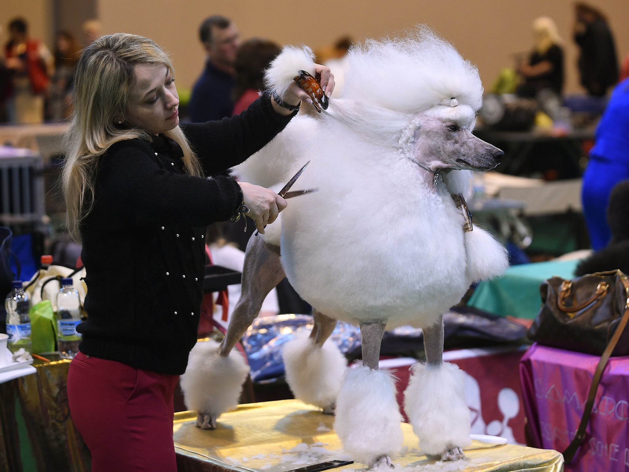 Sonia Merate trims her poodle Layla