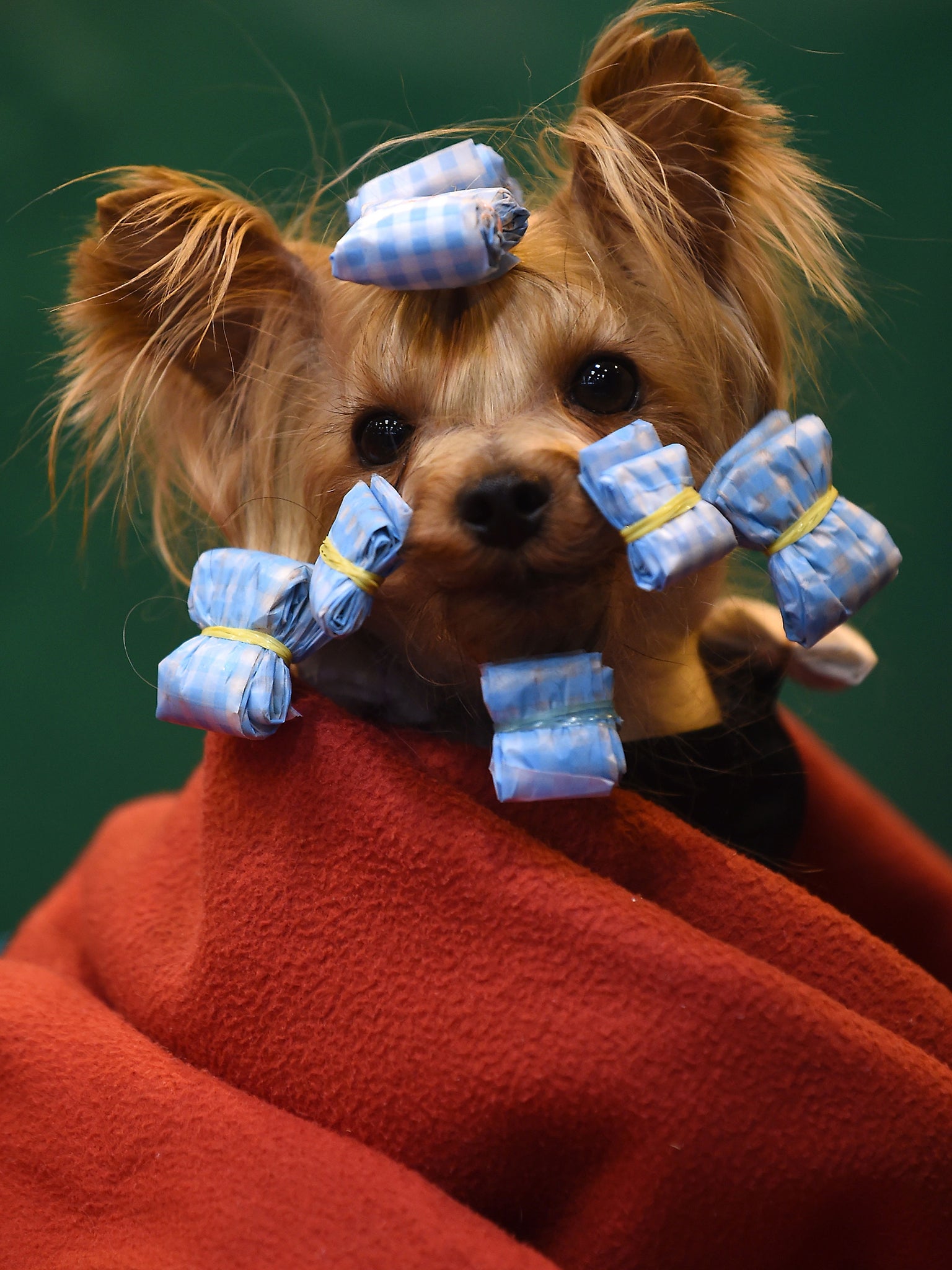 A Yorkshire Terrier peers out from her blanket as she prepares for the Crufts