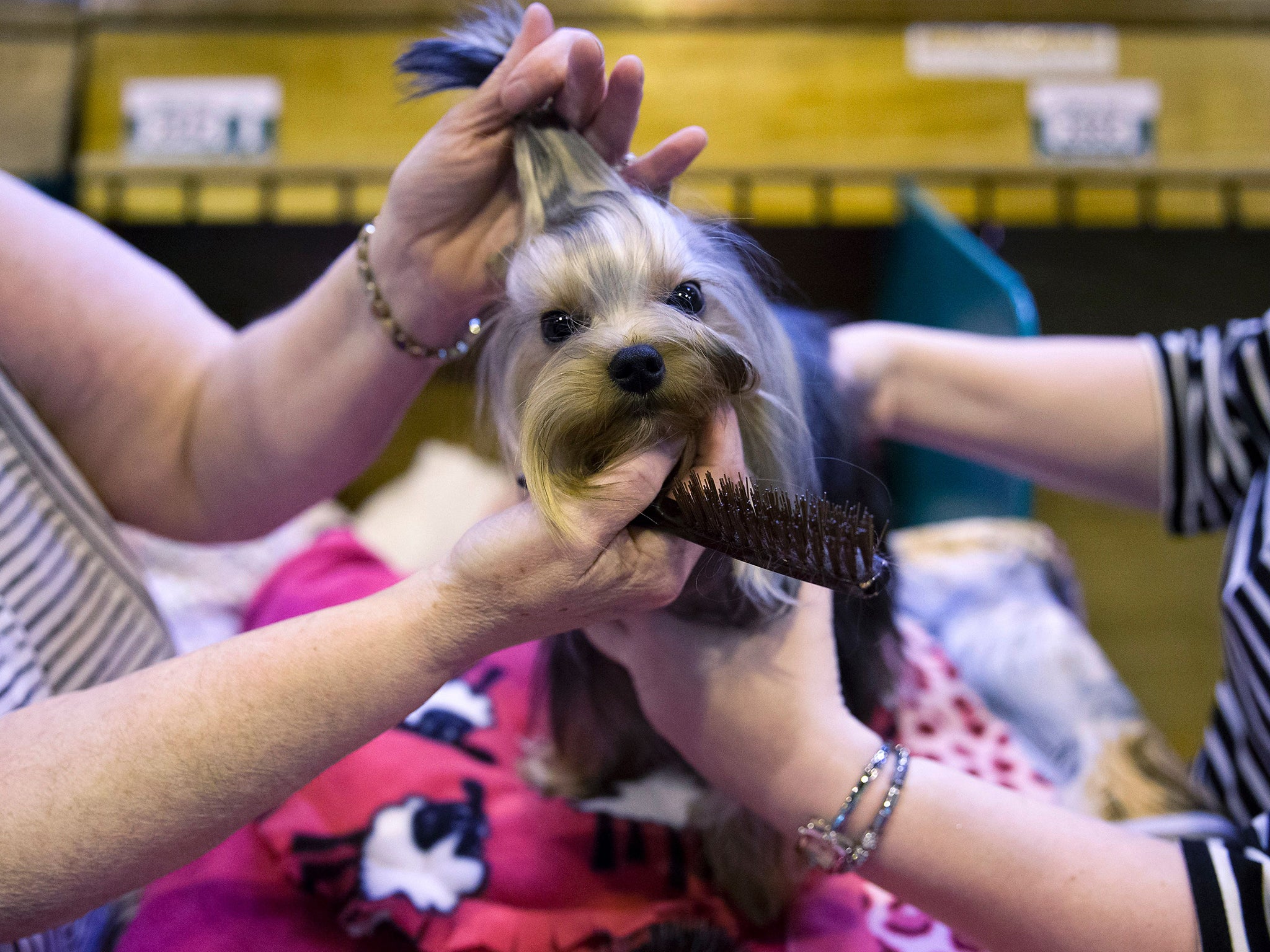 Owners groom their terrier on the first day of the show