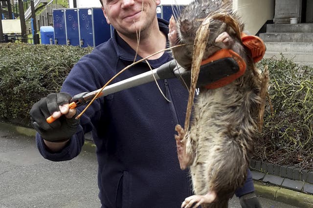 The rat that sparked headlines across the country