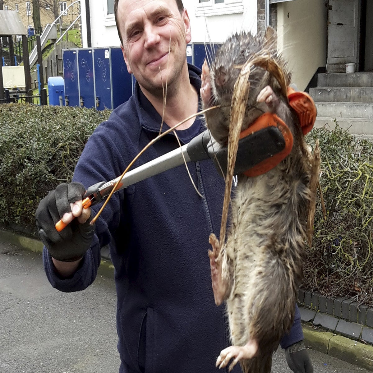 Giant rat found in London: Gas engineer finds rodent 'bigger than small  child', The Independent