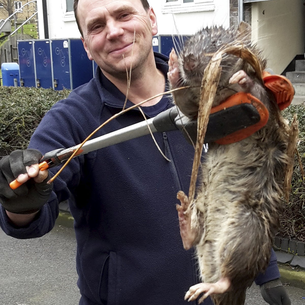 Giant rat found in London: Gas engineer finds rodent 'bigger than small  child', The Independent