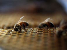 Honey bees 'being killed off in Europe by 57 different pesticides'