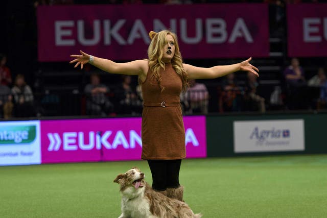 Oddly fascinating: Nearly 22,000 canines from all over the world are assembled at Crufts