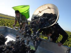 Read more

Bored with Bordeaux wine? 2015 vintage could change all that