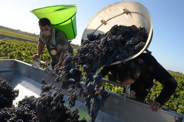 Harvest time for Merlot grapes at Château Marquis de Terme, Bordeaux. The region enjoyed its hottest ever summer last year