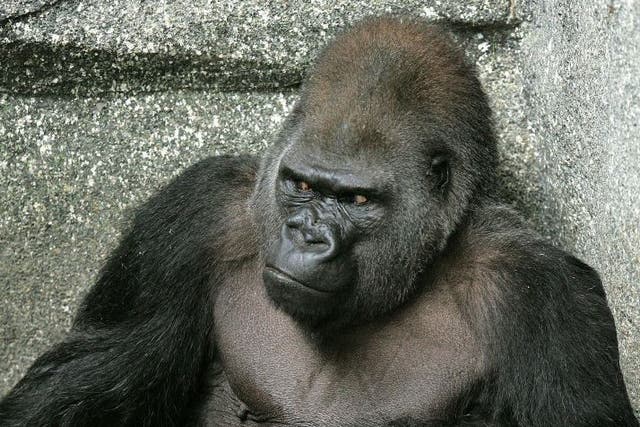 Ramar the gorilla, now 47, is on drugs for his arthritis at Brookfield Zoo in Chicago.
