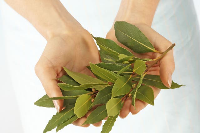 One writer's quest to find “a chef who is willing to be honest with me about bay leaves” has drawn a blank