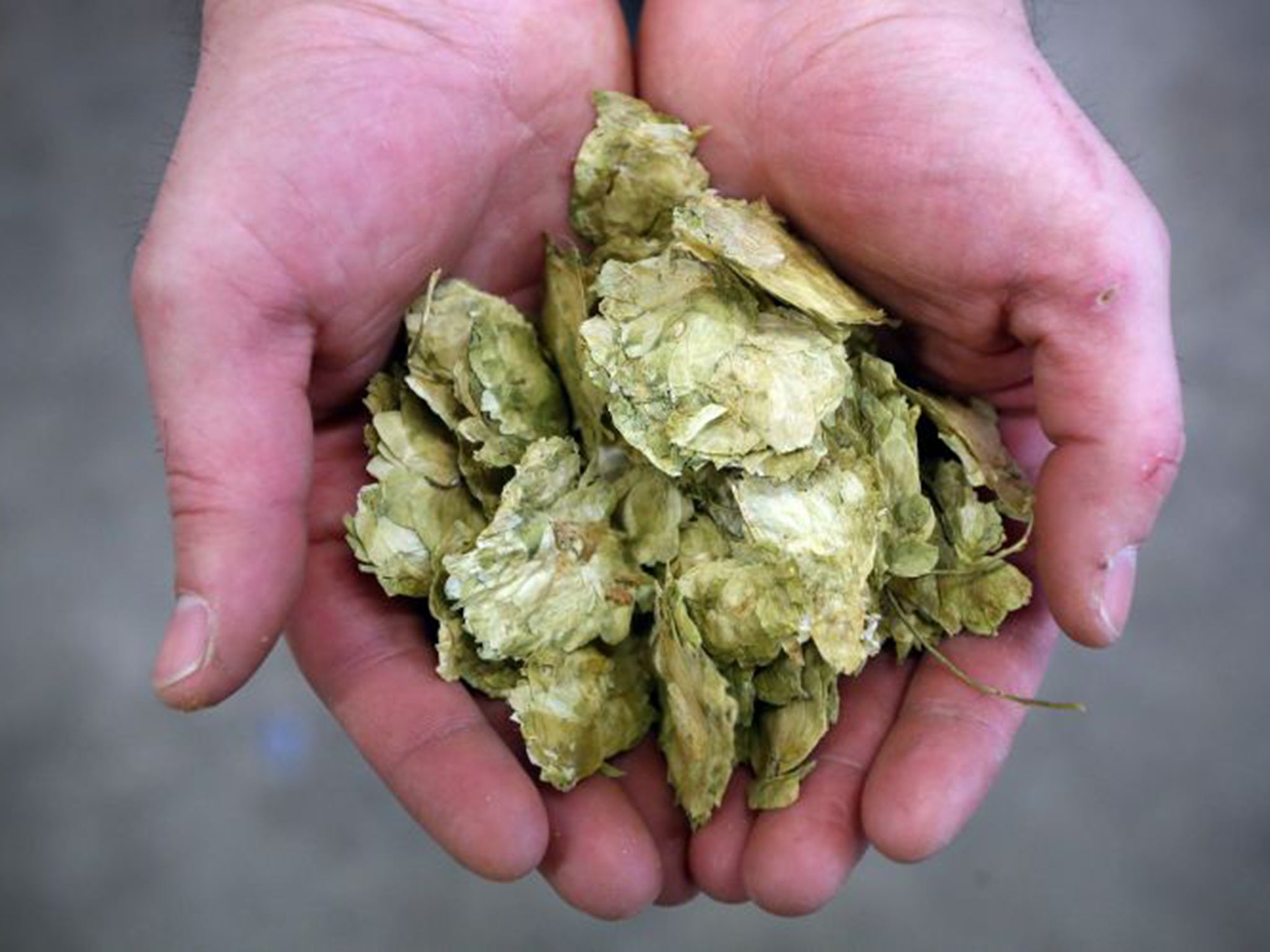 &#13;
The story of British hop growing over the past century is one of a long and painful contraction &#13;