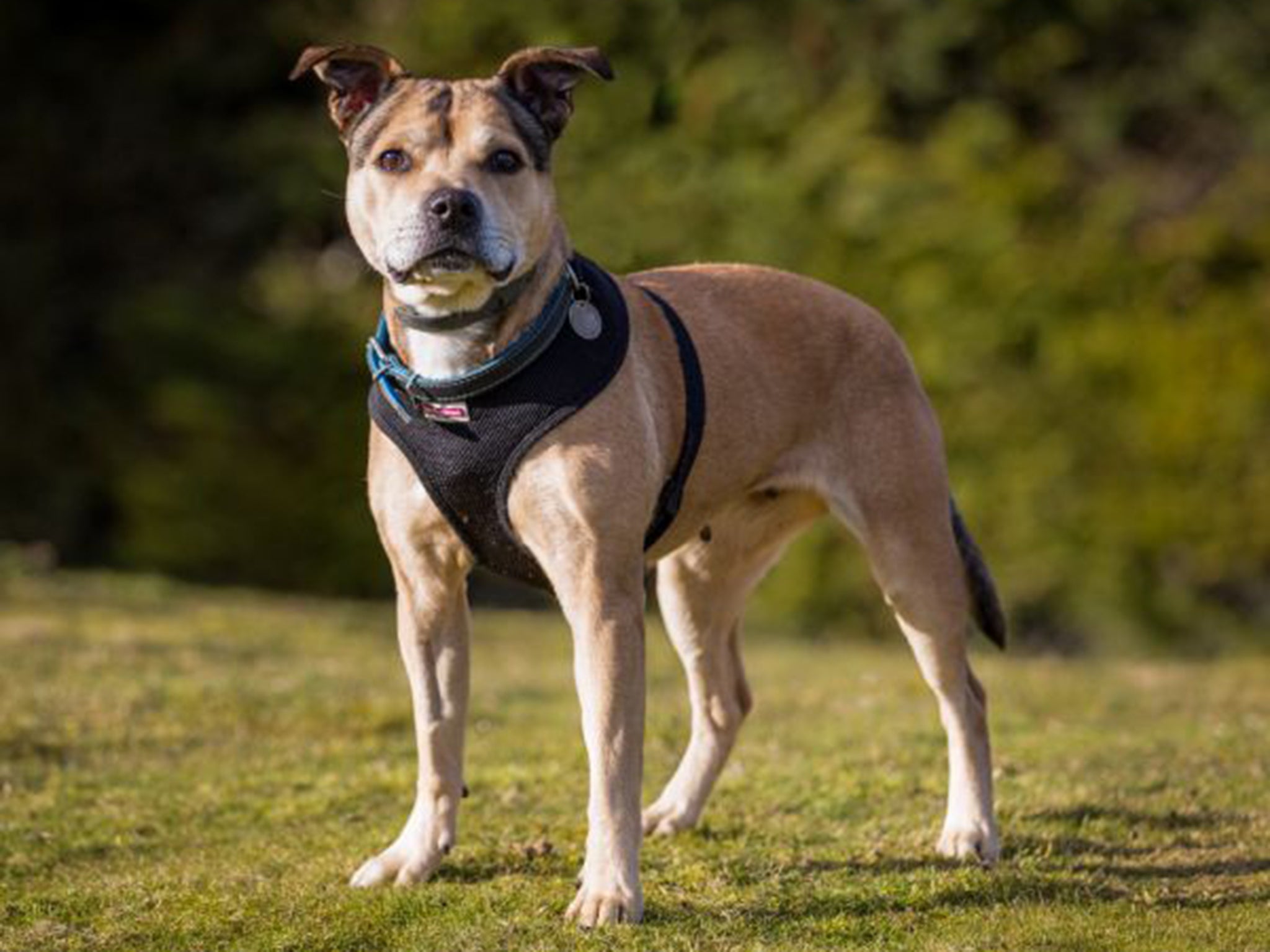 Staffordshire bull terrier crossbreed, 'Ellie', WLTM owners living in a fun, active home
