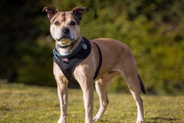 Staffordshire bull terrier crossbreed, 'Ellie', WLTM owners living in a fun, active home