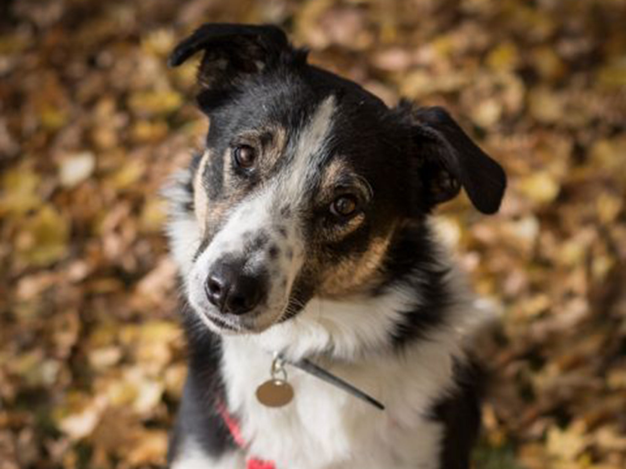 &#13;
'Elvis' the Collie crossbreed is a sensitive soul &#13;