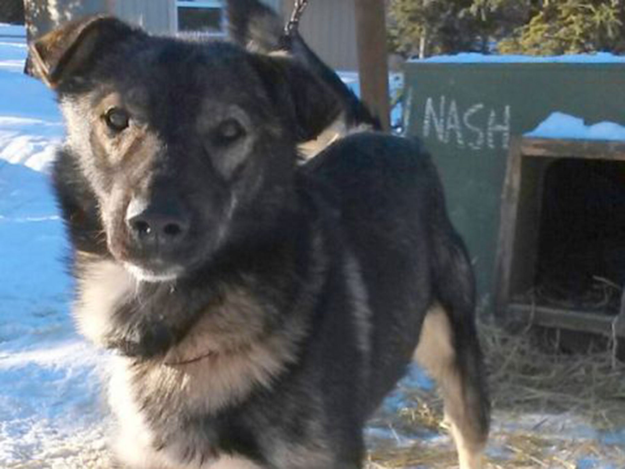 3-year-old dog Nash, pictured, was killed in the collision and a number of other dogs were reportedly injured