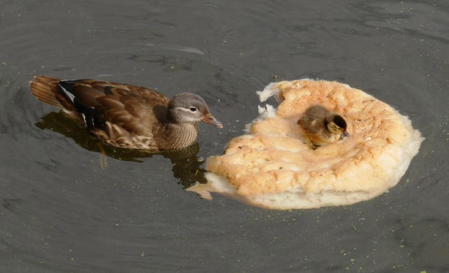 A duckling sits on a piece of bread being nibbled by its mother