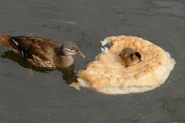 A duckling sits on a piece of bread being nibbled by its mother