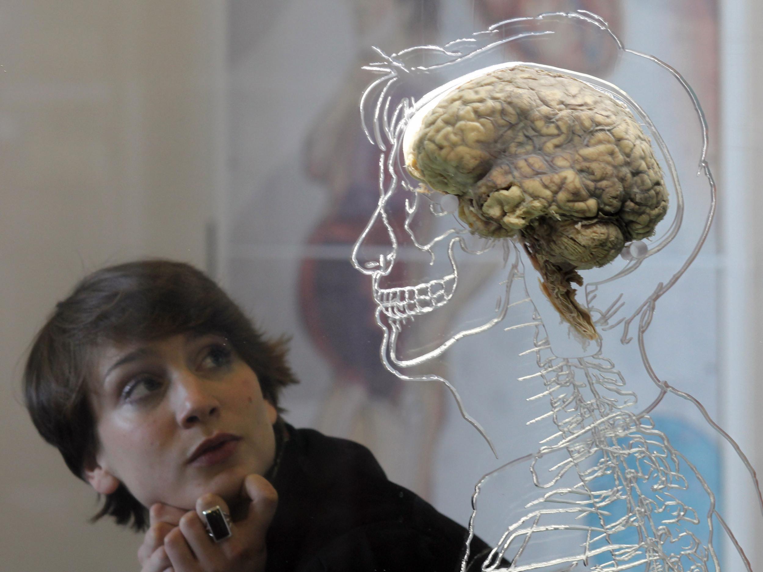 A woman looks at a human brain at an exhibition in Bristol