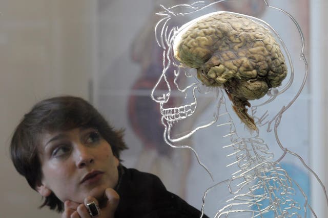 A woman looks at a human brain at an exhibition in Bristol