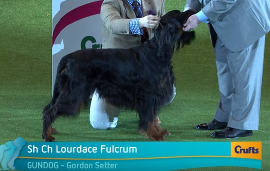 Crufts gun shop dogs 2019