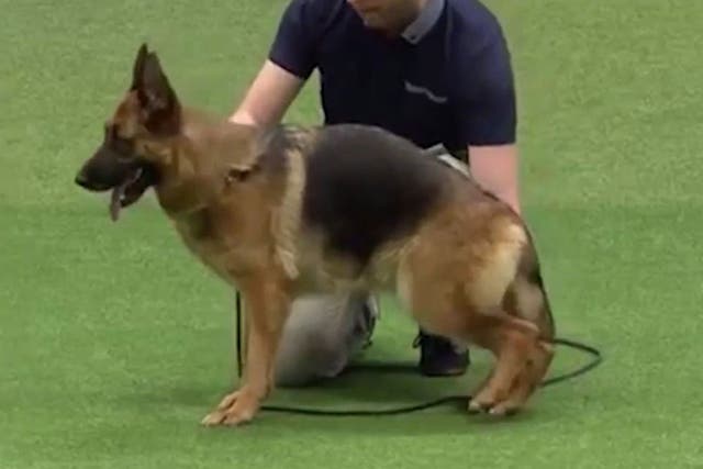 Footage of Cruaghaire Catoria which shows the dog with a slanting back seeming to impede the movements of her rear legs