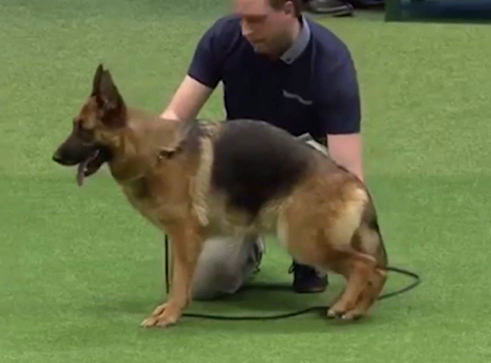 Footage of Cruaghaire Catoria which shows the dog with a slanting back seeming to impede the movements of her rear legs