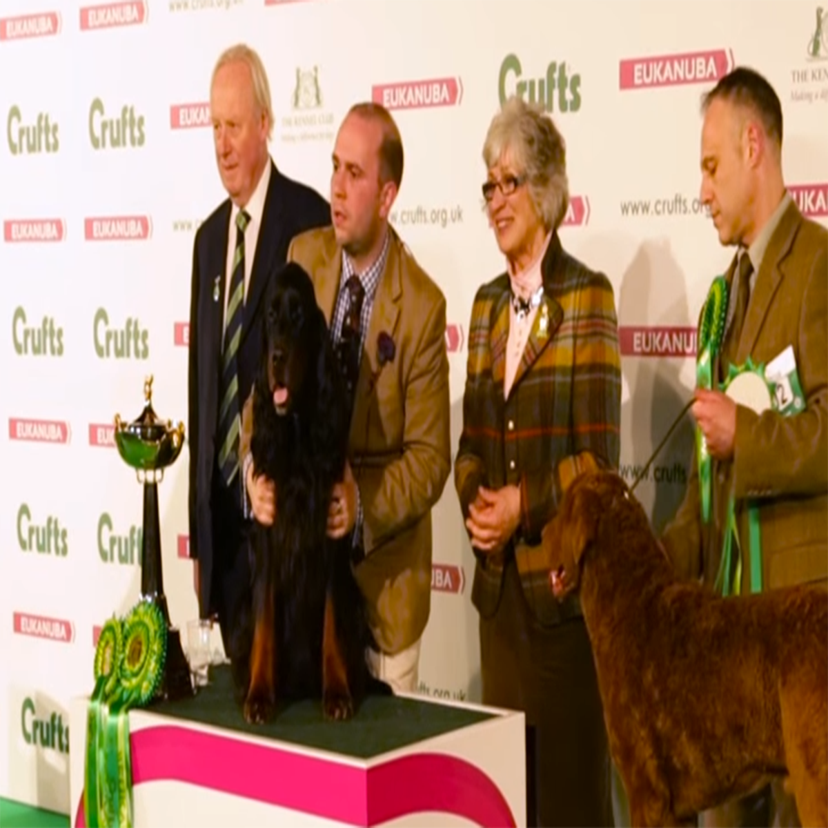 Crufts best sale gundog breeds