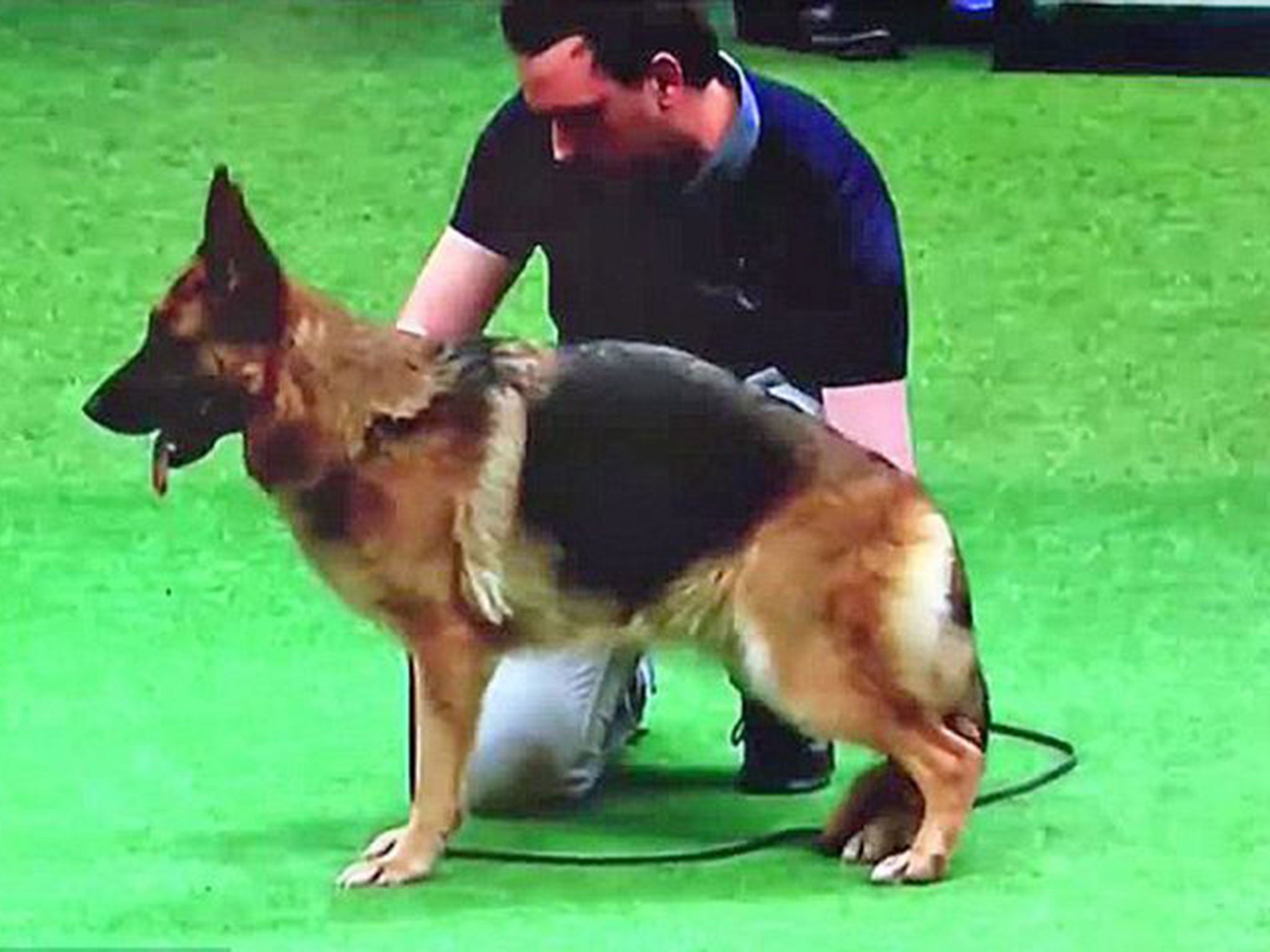 german shepherd back