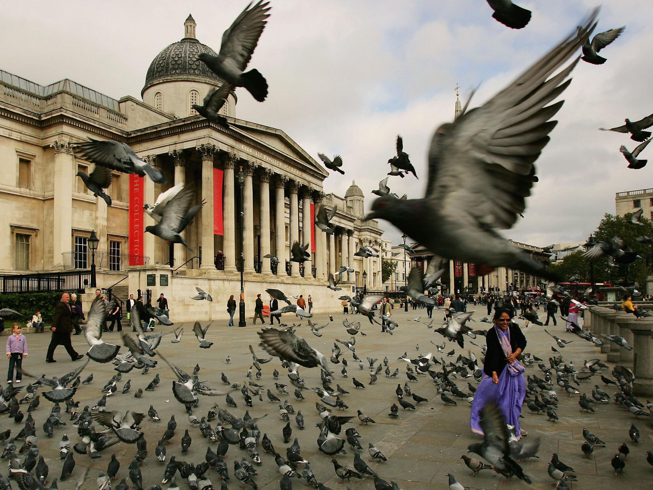 Pigeons flock outside the National Gallery in London's Trafalgar Square