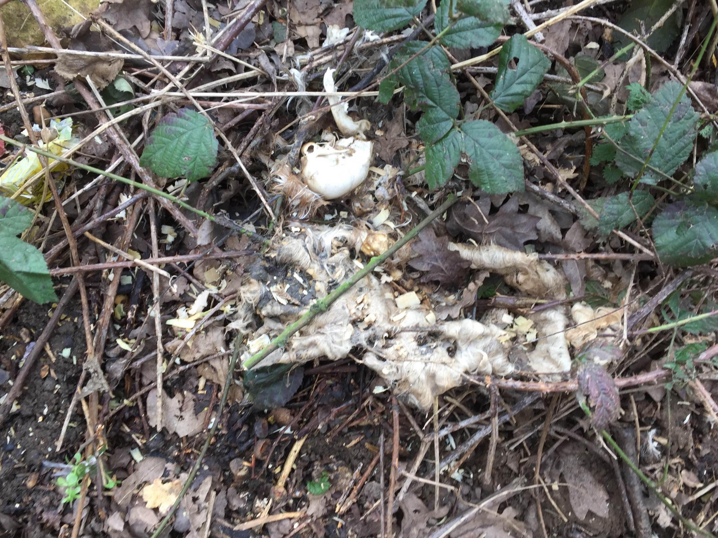 This decomposed carcass is among others found by RSPCA officers near the nine dead puppies