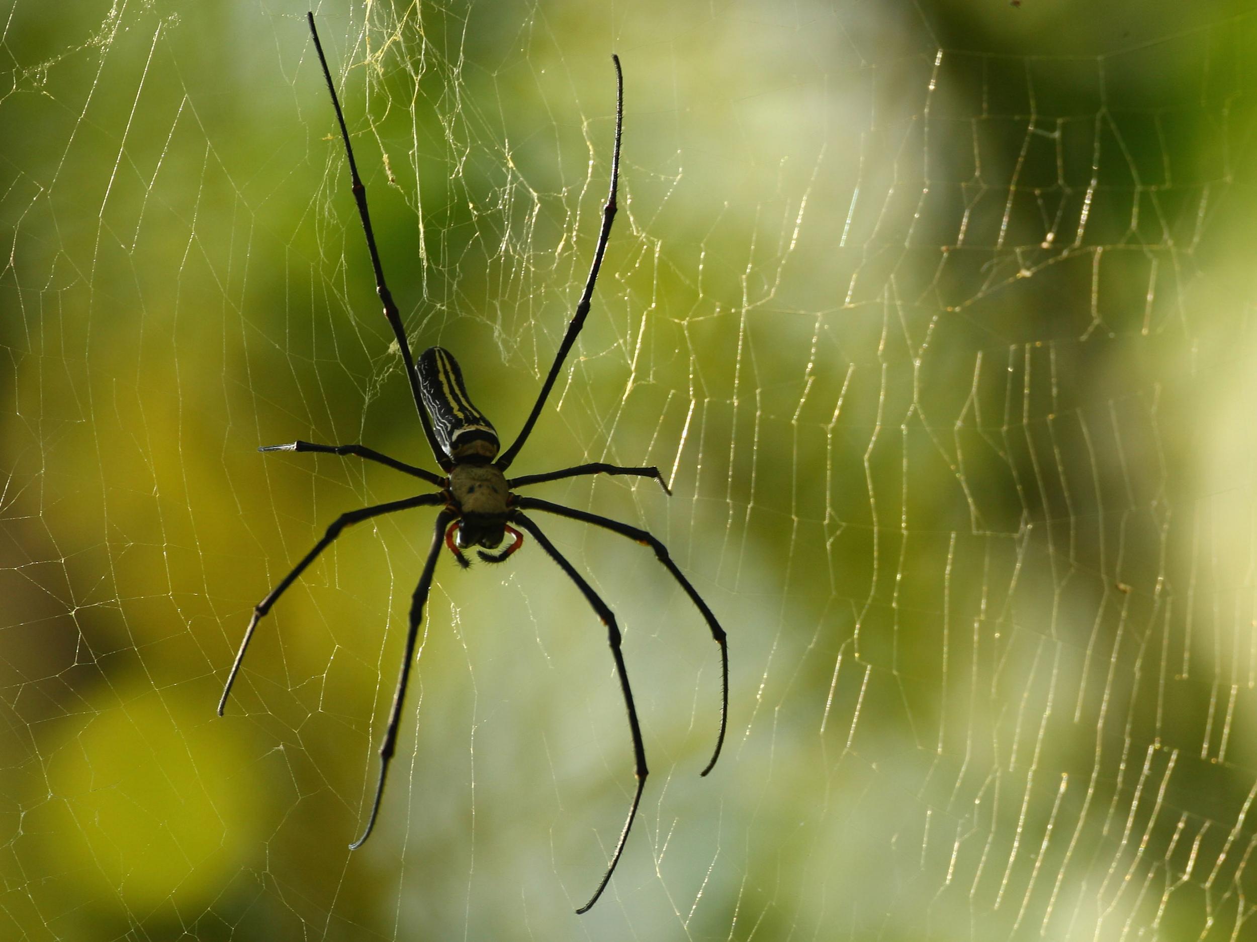 A spider in a web in Shenzhen, China